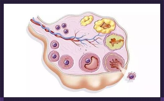 卵泡发育不好的原因《引起卵泡发育不良的原因》
