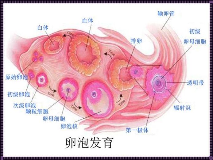 卵泡发育不好的原因《引起卵泡发育不良的原因》