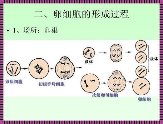 次级卵母细胞 卵原细胞 初级卵母细胞 次级卵母细胞 卵细胞 如何分辨?