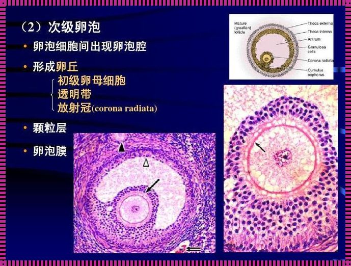 次级卵母细胞 卵原细胞 初级卵母细胞 次级卵母细胞 卵细胞 如何分辨?