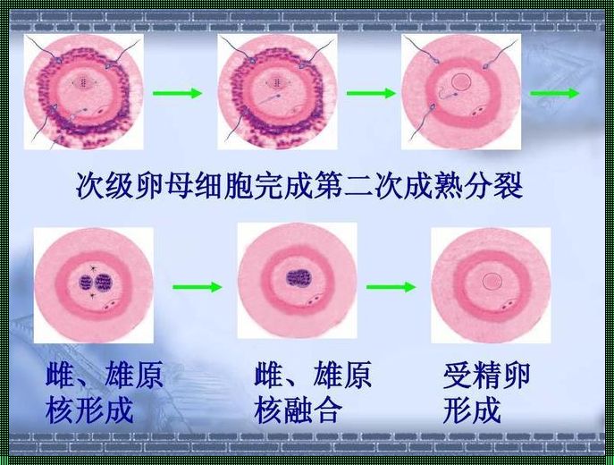 次级卵母细胞 卵原细胞 初级卵母细胞 次级卵母细胞 卵细胞 如何分辨?