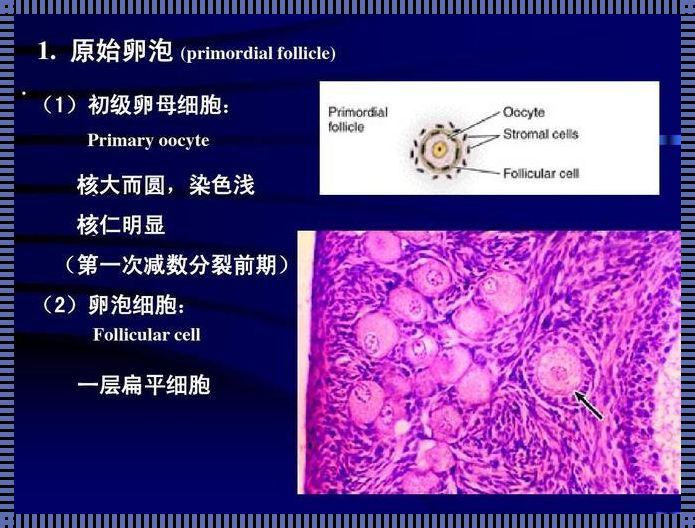 初级卵母细胞（在初级卵母细胞分裂后,形成的第一极体会有什么变化）