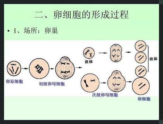 初级卵母细胞（在初级卵母细胞分裂后,形成的第一极体会有什么变化）