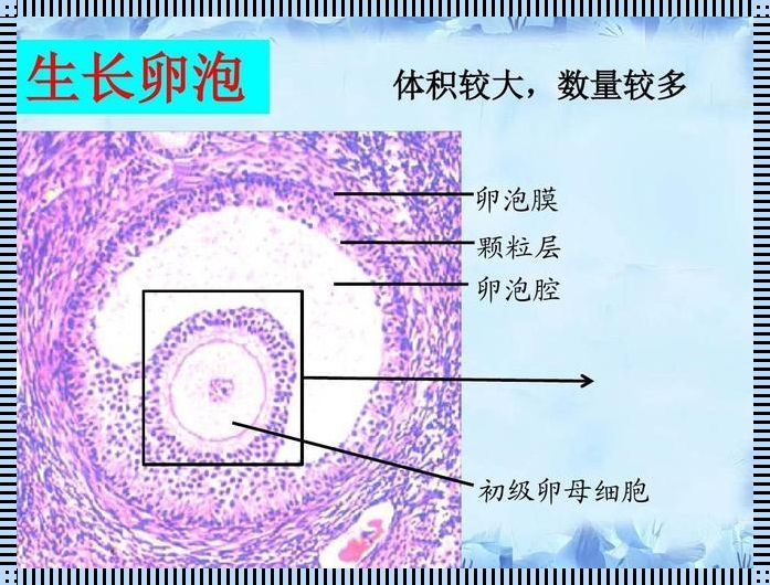 初级卵母细胞（在初级卵母细胞分裂后,形成的第一极体会有什么变化）