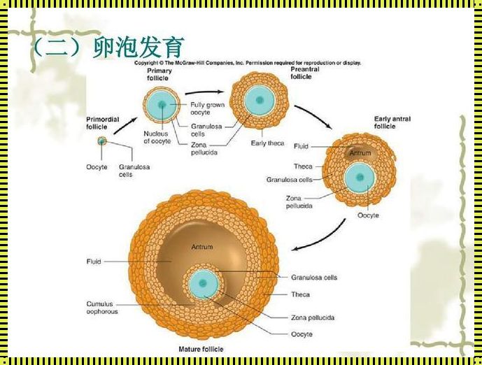 卵泡发育：备孕的关键与影响