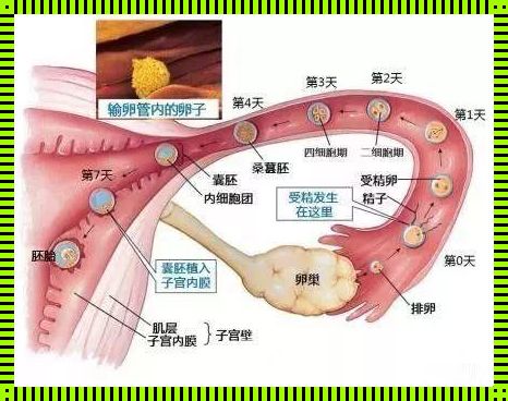 卵子排出，备孕成功的第一步