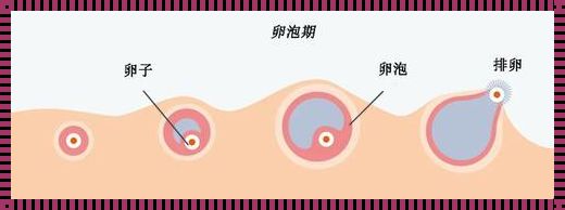 卵泡破裂，流出蛋清，是排卵还是未排卵？