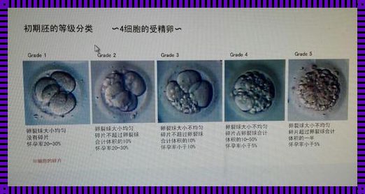 双胎奇迹：两个卵裂胚的奇妙旅程