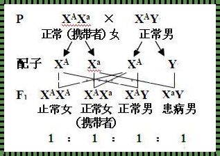 探秘 Y 染色体：遗传之谜与性别差异