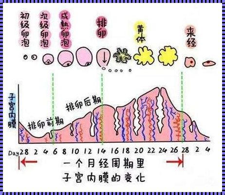 卵泡期揭秘：备孕路上的曝光时刻