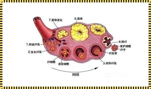 三个卵泡的惊奇旅程：42 岁的试管备孕之路