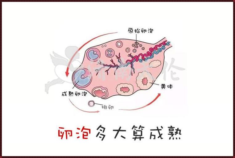 《孕育新生命：卵泡成熟的旅程》