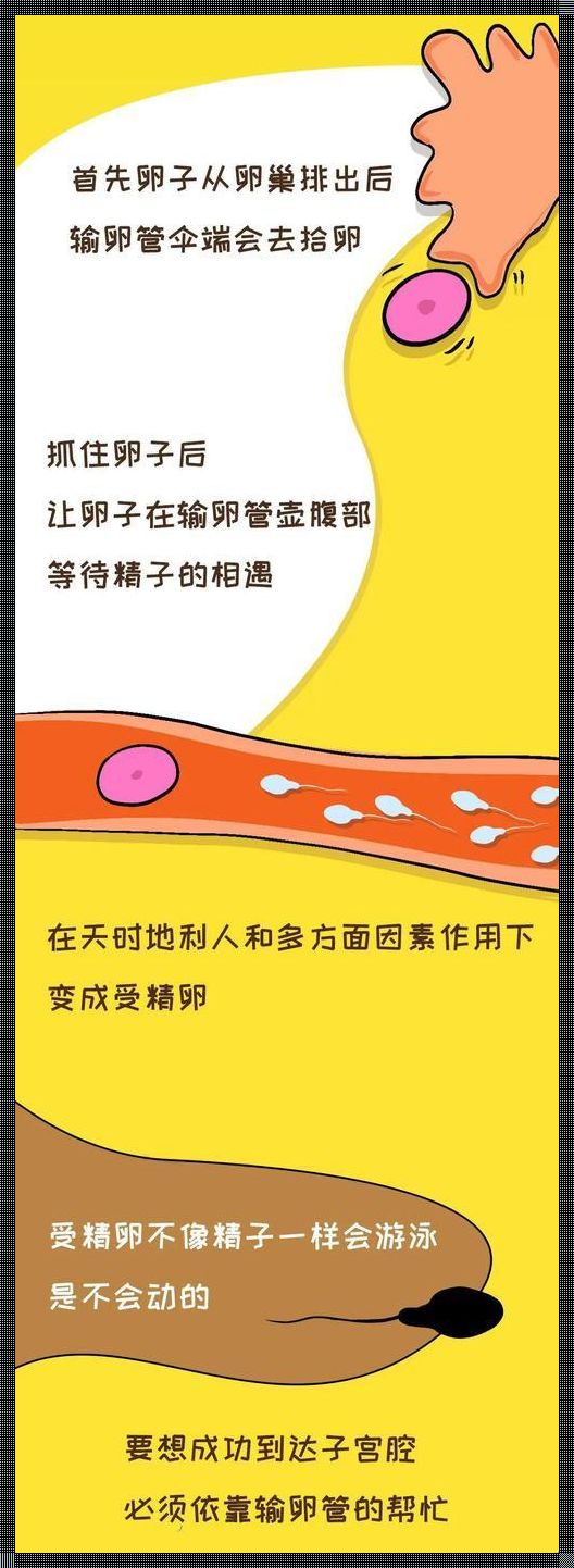 《输卵管堵塞自查与备孕策略》