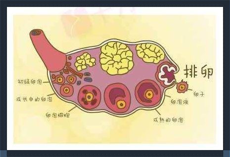 卵泡排出后的“生命周期”：了解其在体内的存活时间