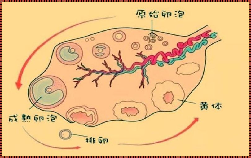 卵泡破了再同房来得及吗？备孕路上的毁灭性误区！