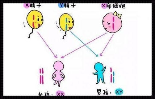 染色体 XY 的“女儿身”：解密性别之谜