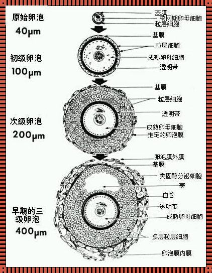 惊现备孕奥秘：卵泡排卵全过程揭秘