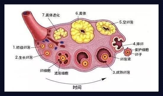 ＜优势卵泡之选：孕育生命的智慧＞