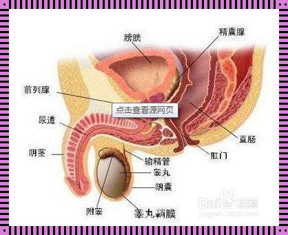 探秘男性睾丸：捏一下为何会疼痛难忍？