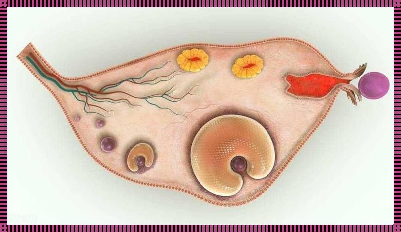 卵泡不长大：探寻备孕路上的难题