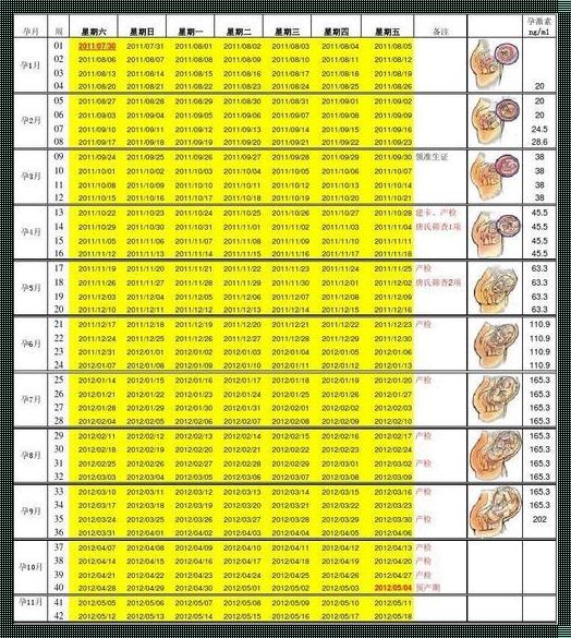 【30周胎儿发育标准对照表】助你全面了解宝宝成长之路