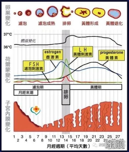 《卵泡期，备孕路上的艰辛与喜悦》