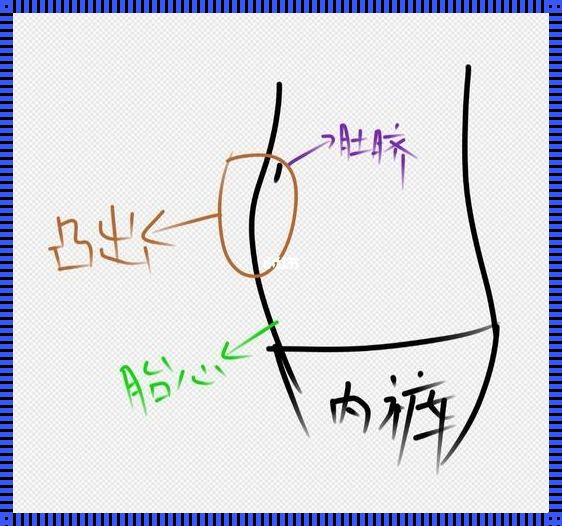 揭秘怀孕显怀的秘密：从哪开始鼓？