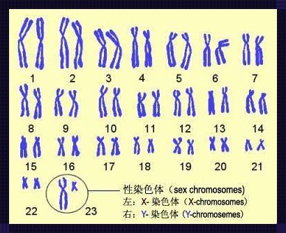 探究Y染色体在怀孕期间的存在及其对胎儿性别的影响