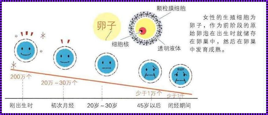 试管婴儿技术是否会导致卵巢早衰？深度探讨与分析