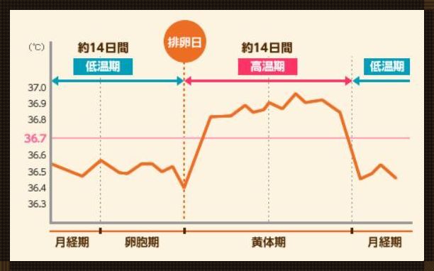 月之轮回：探寻卵泡期的奥秘