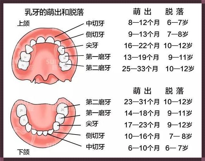 小朋友换牙齿大牙会换吗