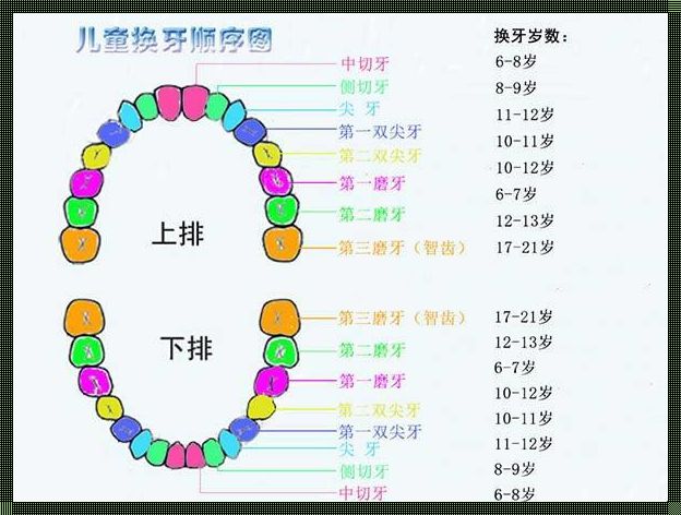 小朋友换牙齿大牙会换吗