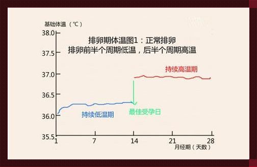 排卵期每天都有排卵吗？