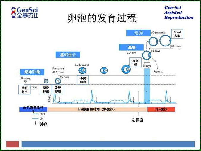 卵泡发育的阶段揭秘：探索女性生命奥秘