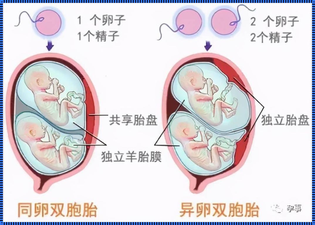 胎盘来自精子还是卵子：一场颠覆性的医学探索之旅