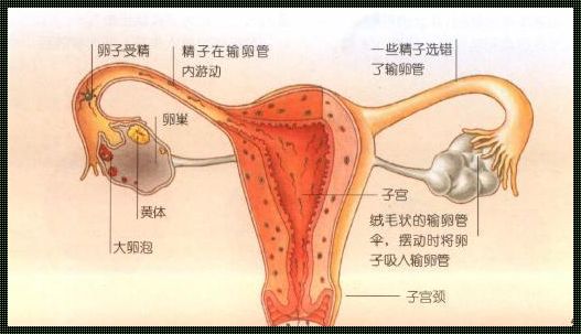 女性排卵期的那些事儿：特征、误解与健康小贴士