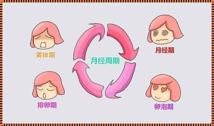 探索排卵期奥秘：轻探几下，可能孕育新生命吗？