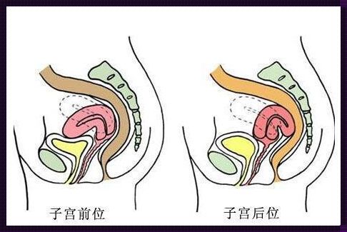 为什么32周就不看宫颈管了？深入解析怀孕惊现时刻