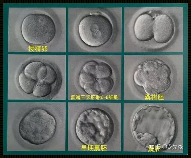 24个卵子养囊全部失败：一个备孕女性的心路历程