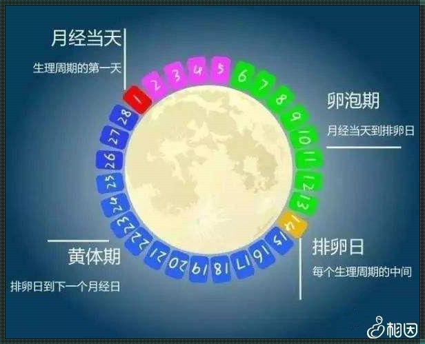 排卵后卵泡可以存活多长时间：揭秘备孕中的奥秘