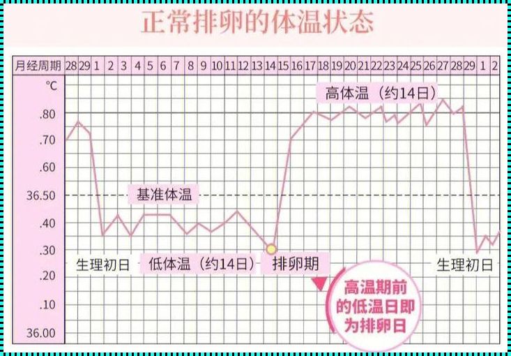 掌握排卵期，备孕其实很简单