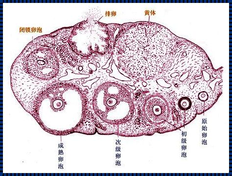 深入解析初级卵泡特点：备孕路上的重要指南