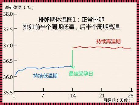 排卵的时候有什么感觉和症状——一位备孕女性的真实分享