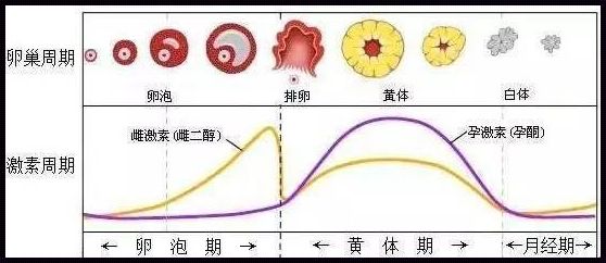 卵泡期，备孕中的“宣布”时刻