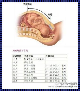 我的孕期旅程：探索胎儿体重的奥秘