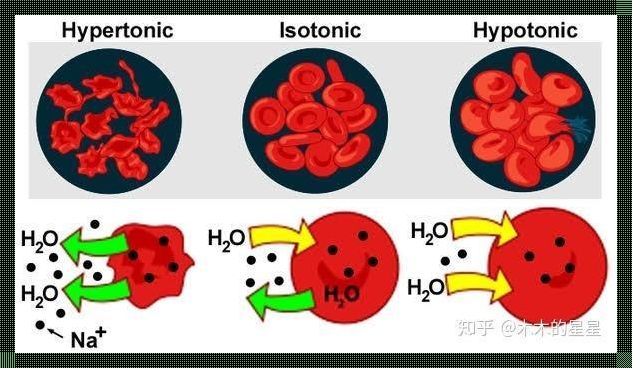 探索哺乳动物成熟红细胞是否拥有细胞膜之谜