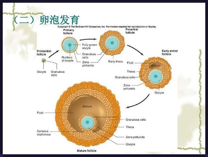 卵泡发育过程图解：揭示生命奇迹的奥妙