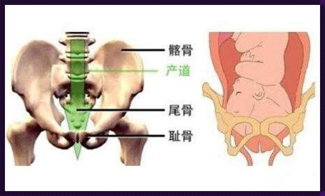 二胎一般多少周入盆，揭秘