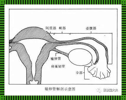 输卵管通液与造影的区别：探索备孕路上的难题