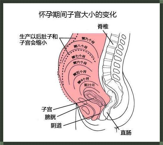 产后半个月：子宫大小与恢复之路